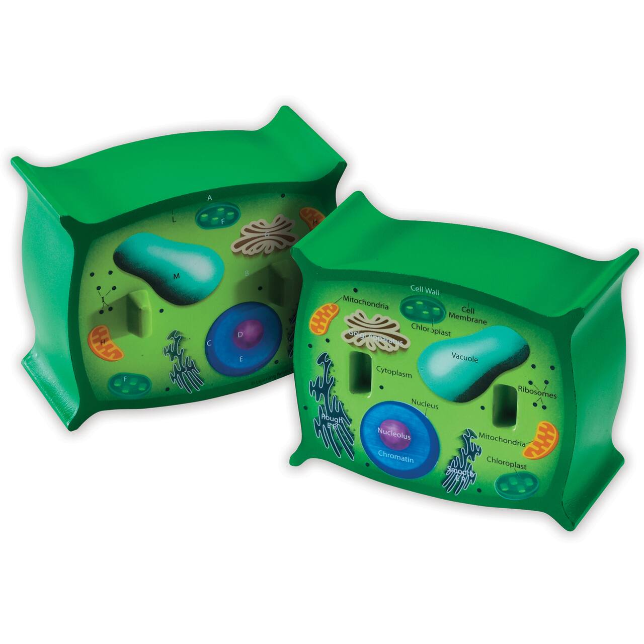 Learning Resources&#xAE; Cross-Section Plant Cell Model